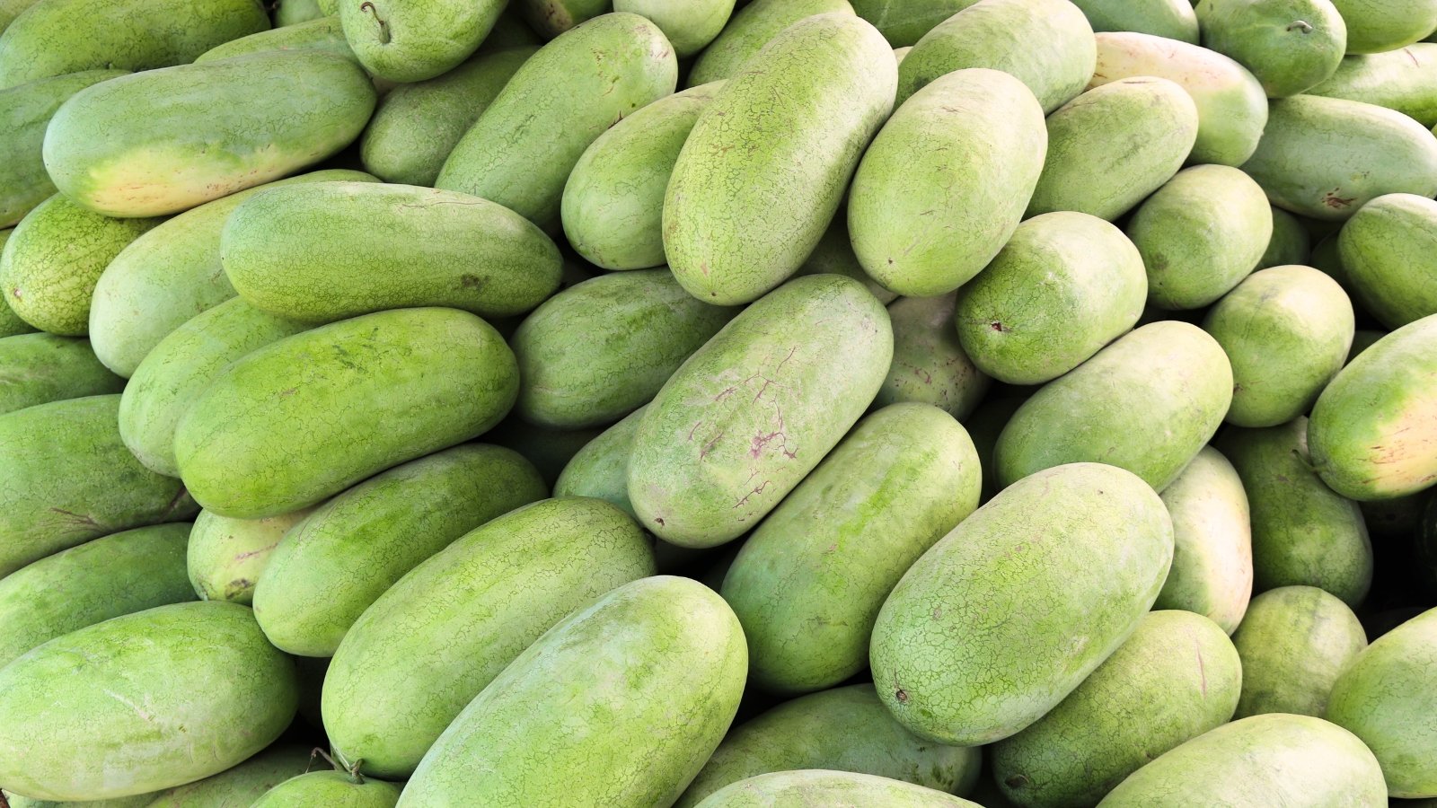 A pile of large, oblong watermelons with smooth, light greenish-gray rinds and faint stripes.