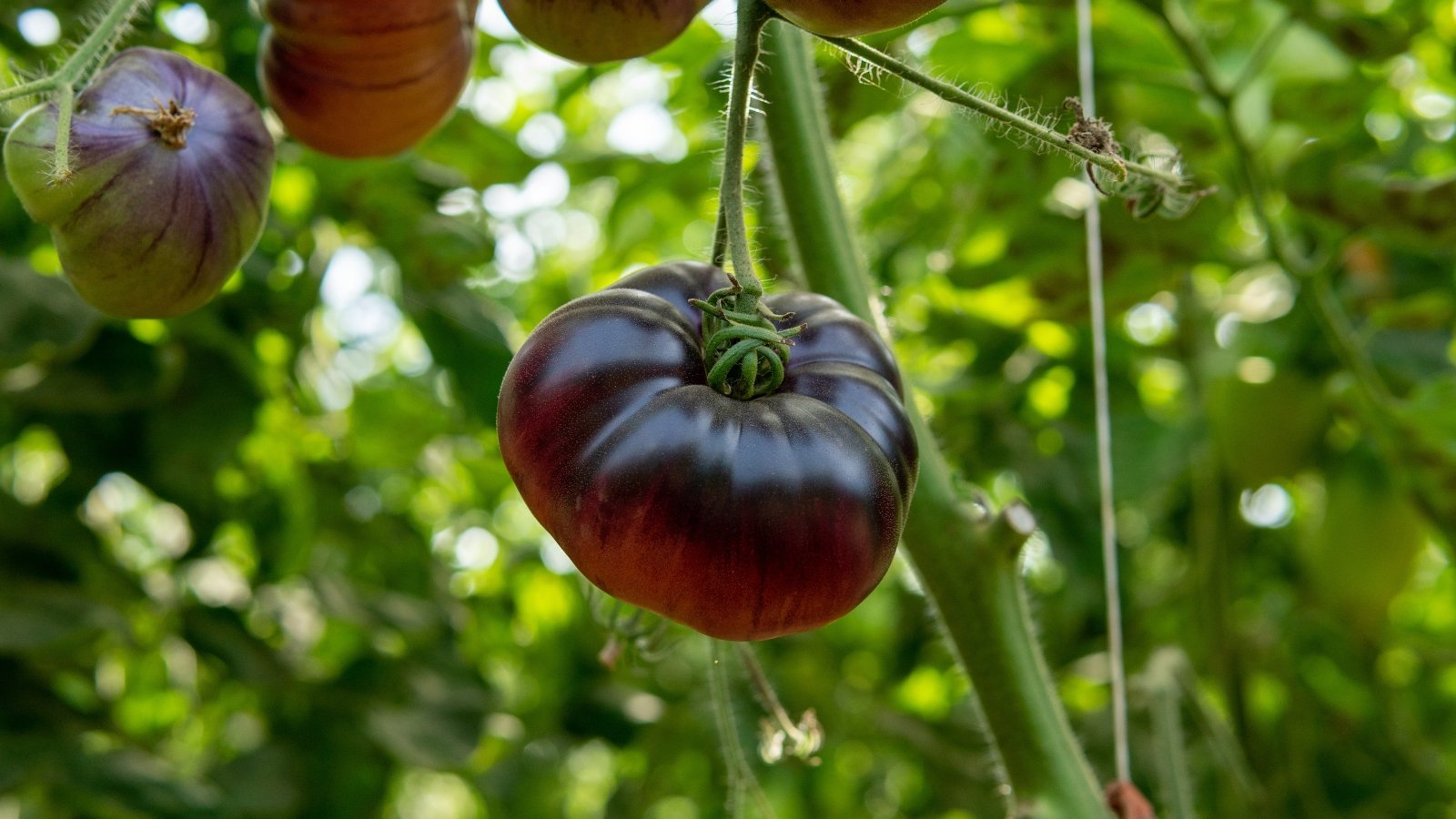 Deep reddish-purple tomatoes with a slightly flattened shape and greenish shoulders among dark green leaves.