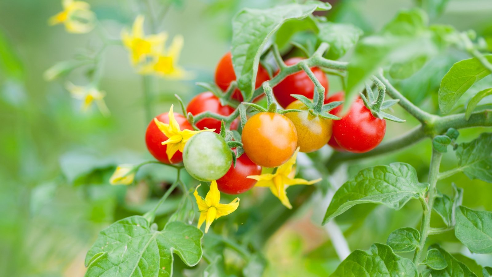 Close-up of a cluster of ripening red, yellow and green cherry tomatoes among green foliage and bright yellow star-shaped flowers.