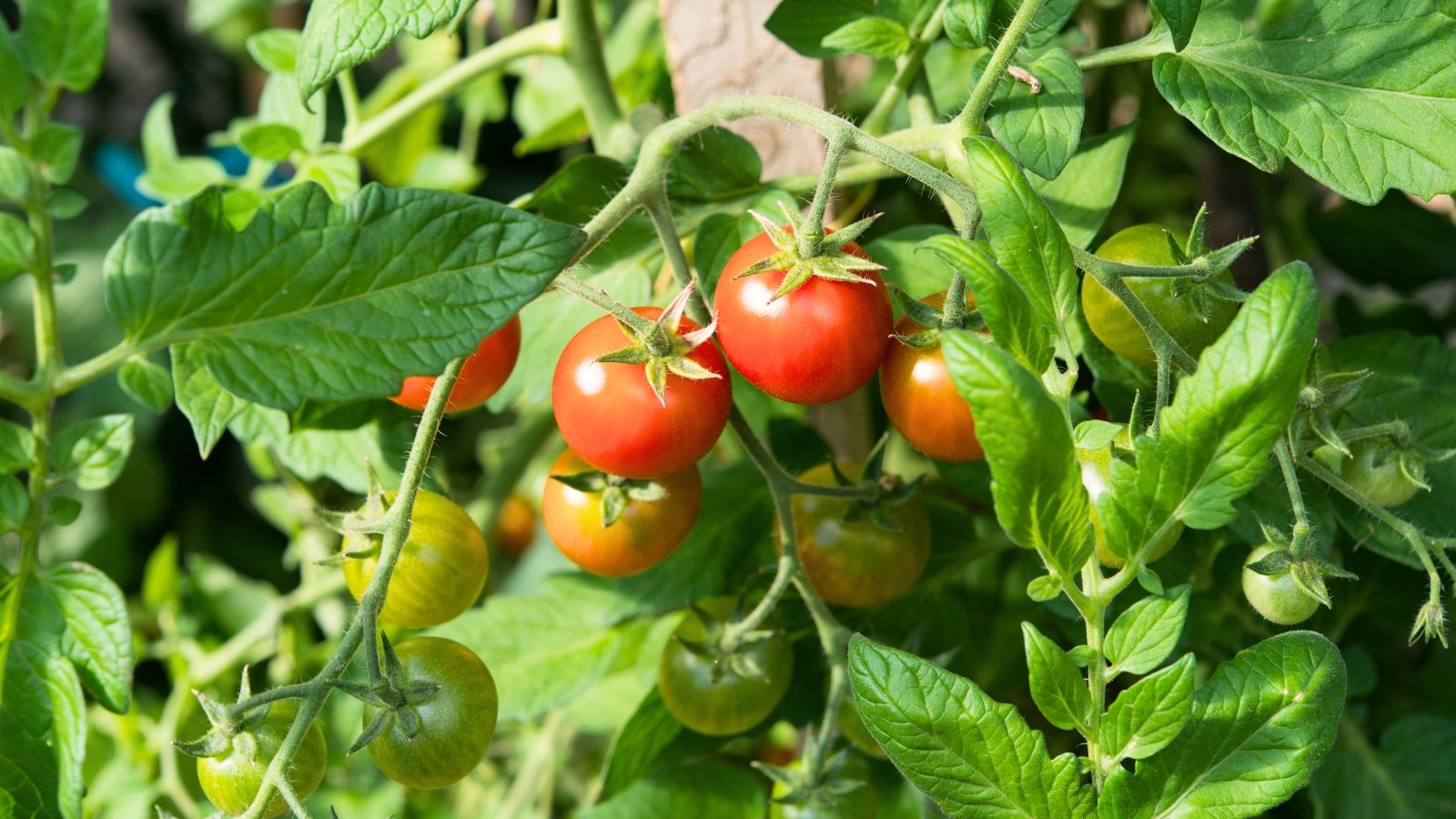 Close-up of ripening red and green cherry tomatoes among green foliage in a sunny garden.
