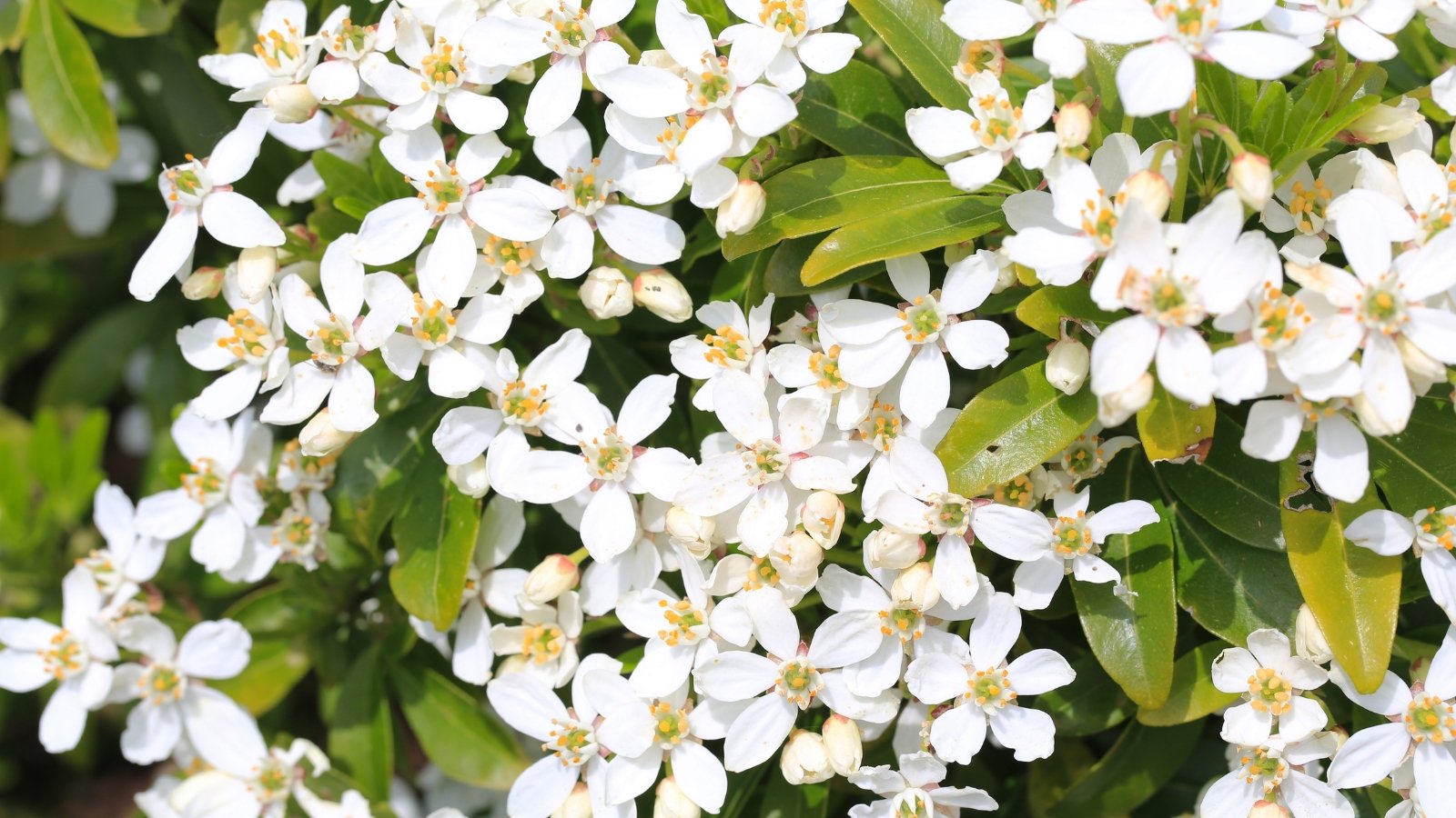 Clusters of fragrant white star-shaped flowers bloom amid glossy, dark green trifoliate leaves.