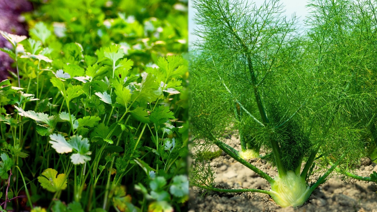 Bright green, delicate cilantro leaves with serrated edges grow densely beside the fine, feathery, light green fronds of fennel.