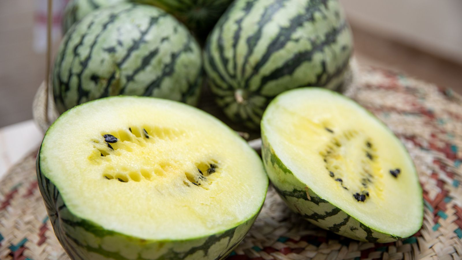 A close-up shot of several harvested and sliced fruits of the Citrullus lanatus 'Cream of Saskatchewan', showcasing their compact size, pale-green colored and light-creamy flesh