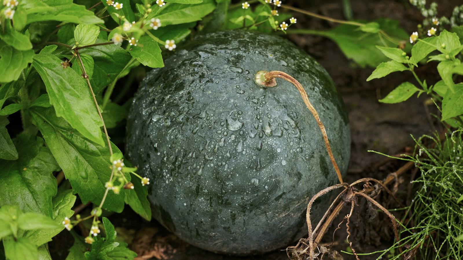 A close-up shot of a developing dark-green, round fruit of the Citrullus lanatus ‘Blacktail Mountain’, covered with droplets of water and is growing alongside its foliage outdoors
