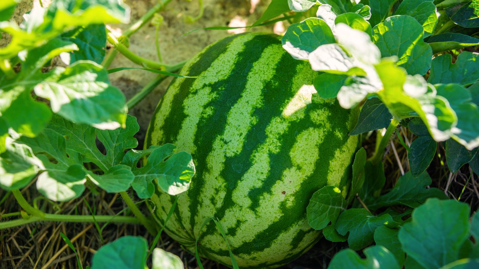 A close-up shot of a developing compact fruit of the Citrullus lanatus ‘Mini Love’, placed on a mulched soil ground, and basking in bright sunlight outdoors