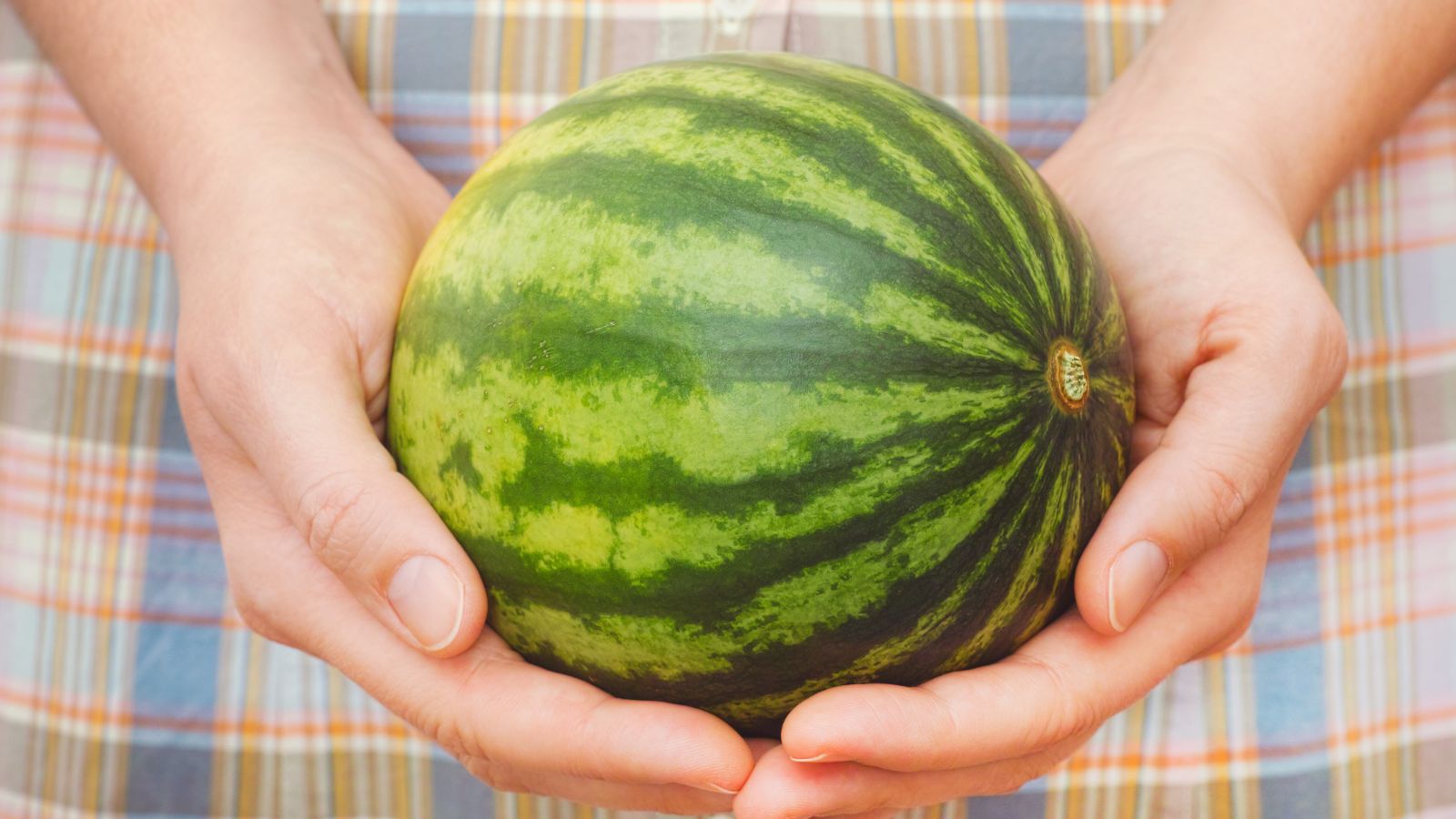 A close-up shot of a person's hands holding a small and round fruit of the Citrullus lanatus ‘Mini-Me’
