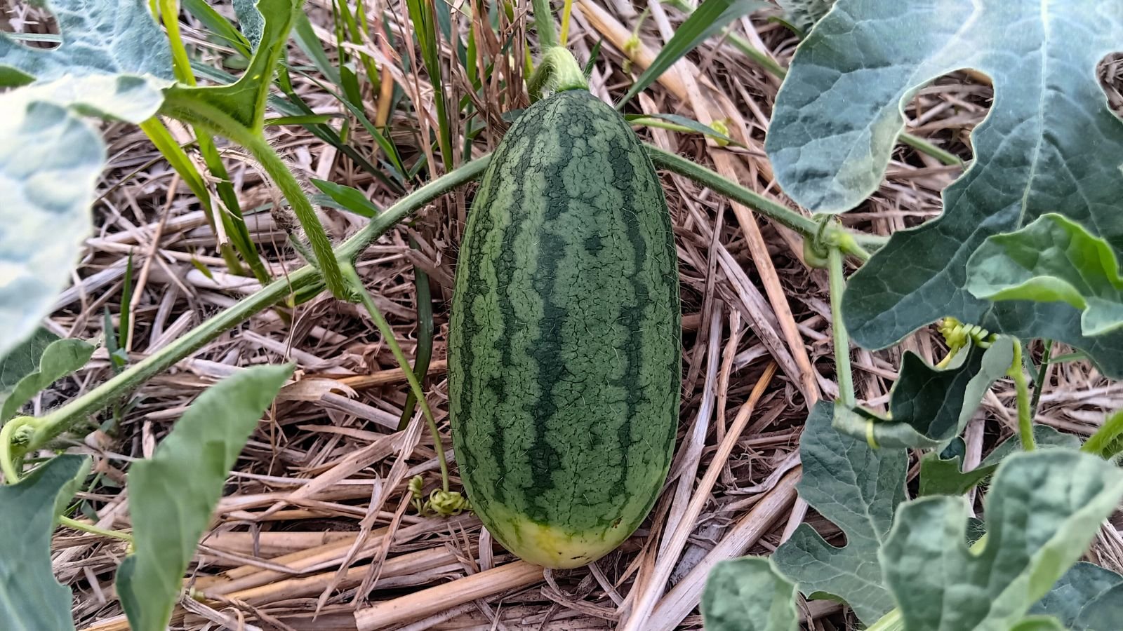 An overhead and close-up shot of a a developing oblong-shaped fruit of the Citrullus lanatus ‘Sweet Beauty’, placed in mulched soil alongside its leaves outdoors