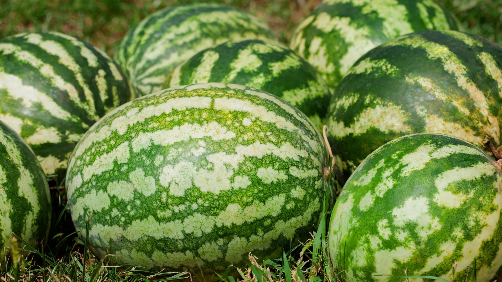 A close-up shot of several freshly harvested, compact oblong fruits of the Citrullus lanatus ‘Treasure Chest’