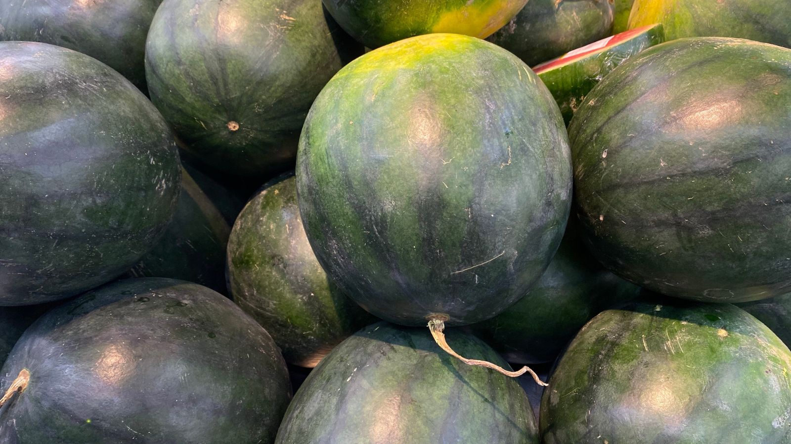 A shot of a pile of freshly harvested dark green colored fruits of the Citrullus lanatus ‘Triple Treat’
