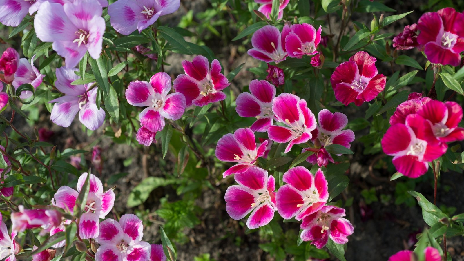 Soft pink to lavender cup-shaped flowers with ruffled petals above slender stems and lance-shaped green leaves.