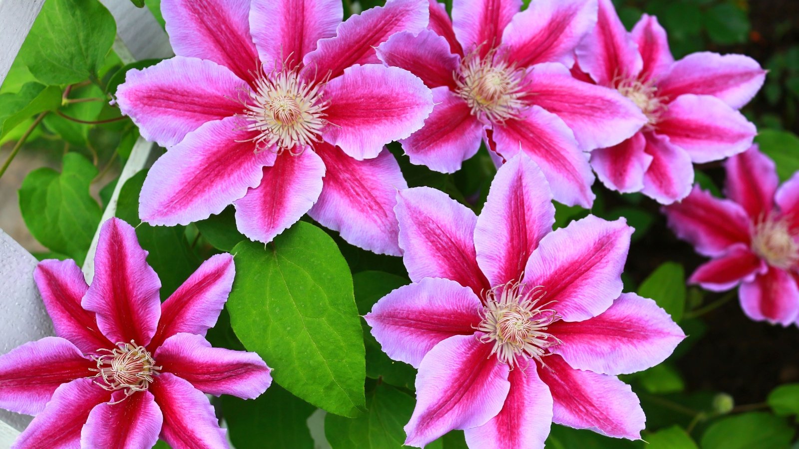 Large, vibrant pink flowers with deep rose central stripes and creamy stamens bloom on twining green vines with oval pointed leaves.