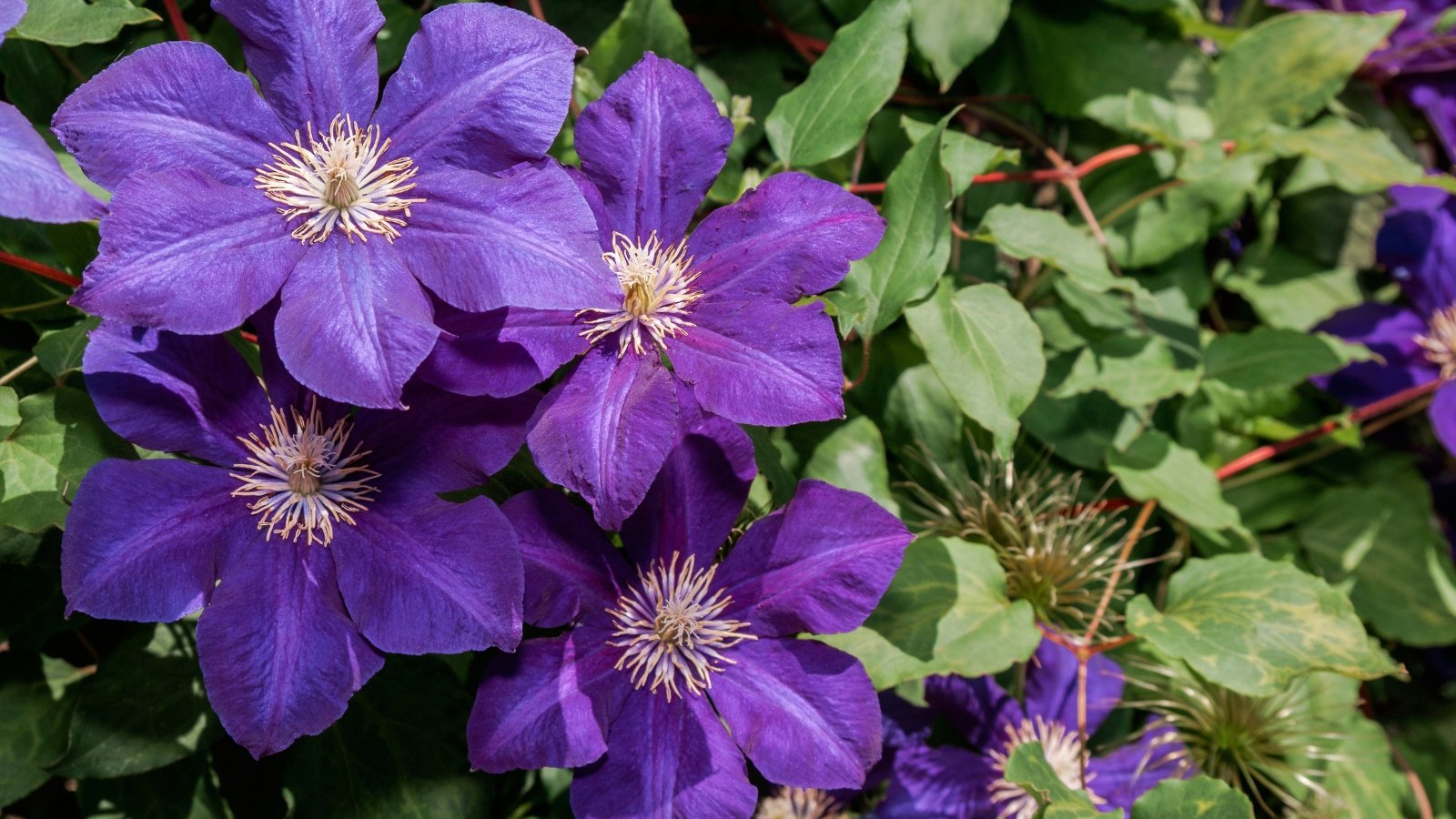 Large, velvety purple blooms with four slightly ruffled petals cover twining green vines with pointed leaves.