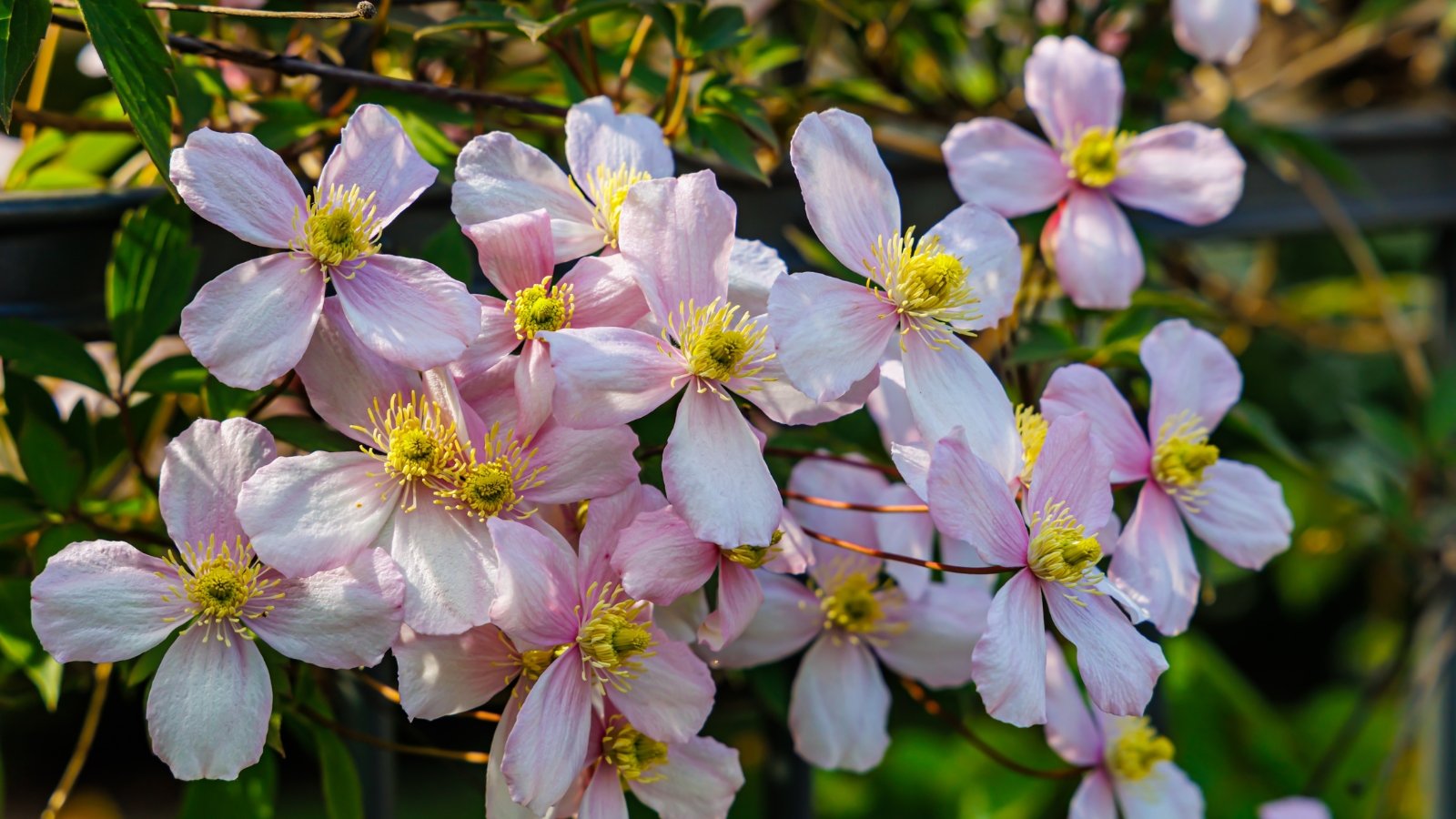 A profusion of soft pink, four-petaled flowers covers vigorous green vines with slender, toothed leaves, close up.
