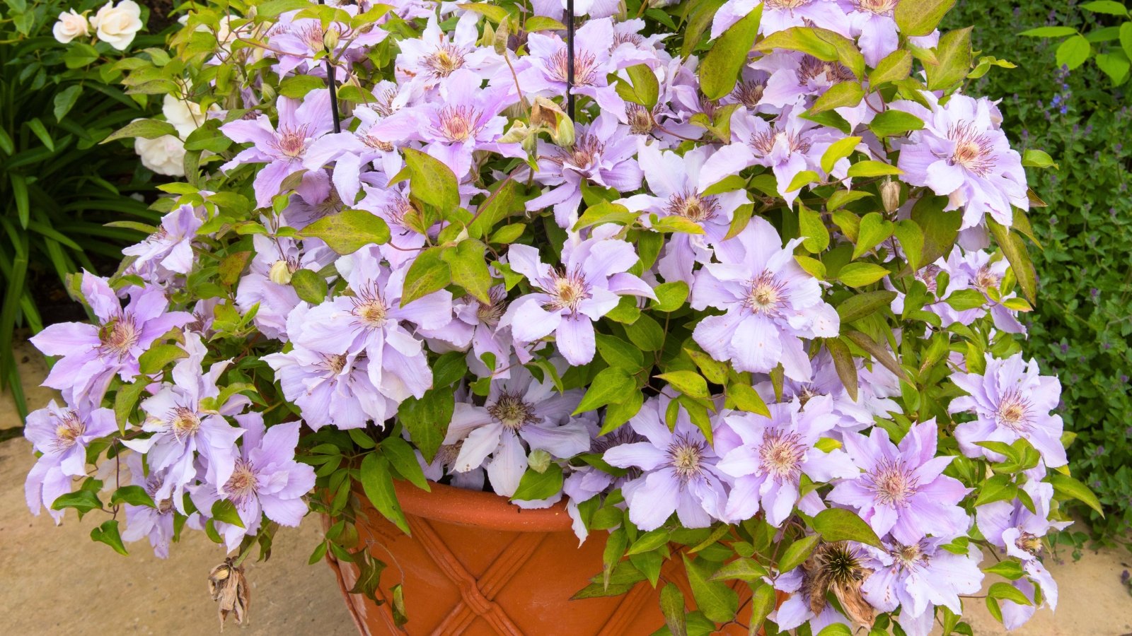 Star-shaped lavender-blue flowers with pale centers bloom on green leafy vines growing in a terracotta flowerpot.
