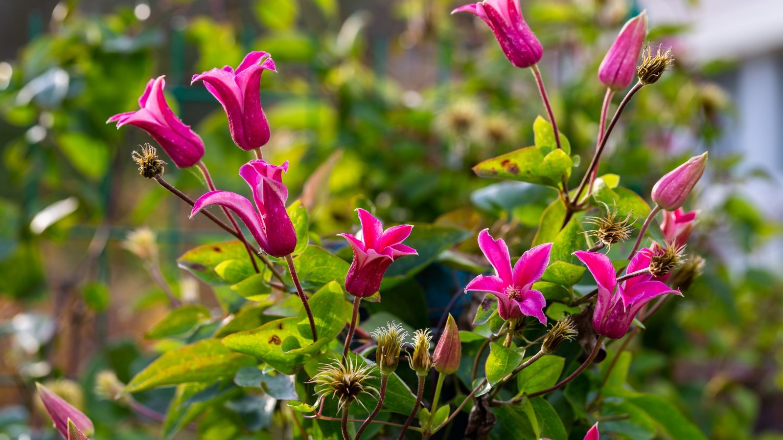 Tulip-shaped, deep pink flowers with slightly flared tips bloom on climbing vines with narrow green leaves and slender stems.