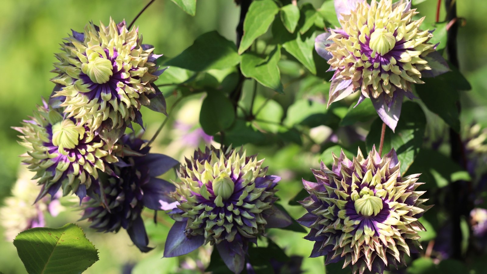 Blooming with layered purple and green-tinged petals, the clematis displays intricate, starburst-like flowers on twining green vines with serrated leaves.