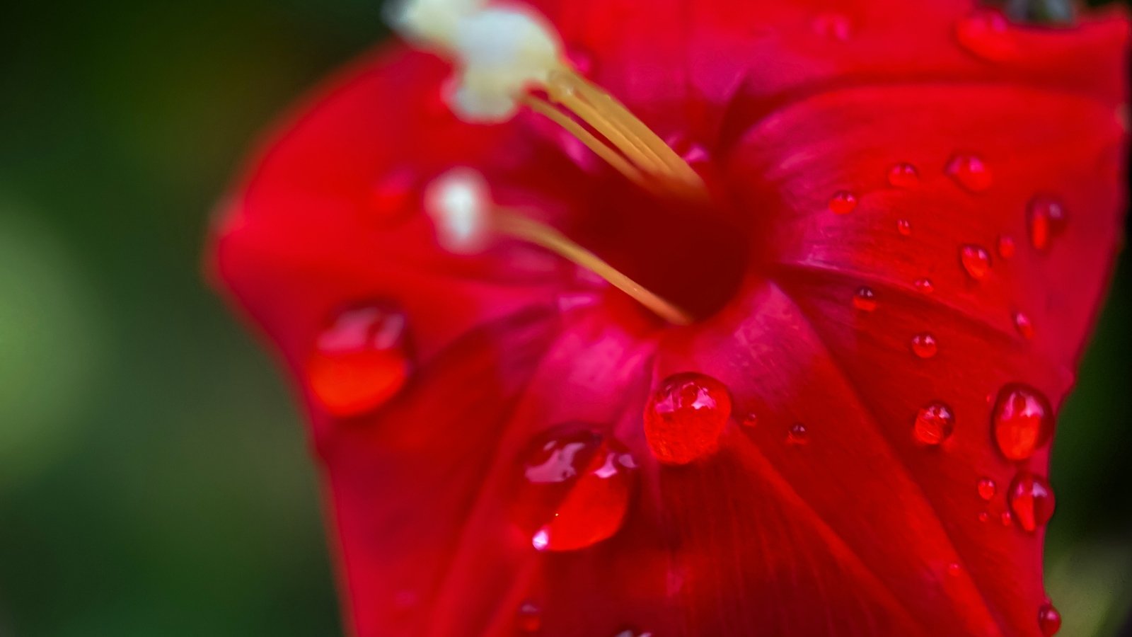 Close-up of a vivid red star-shaped flower with delicate water droplets clinging to its smooth petals.