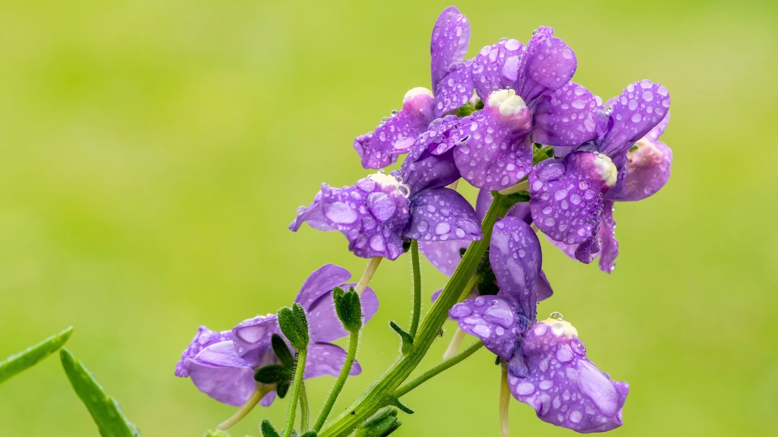 Close-up of delicate purple nemesia flowers with velvety petals glistening with water droplets.