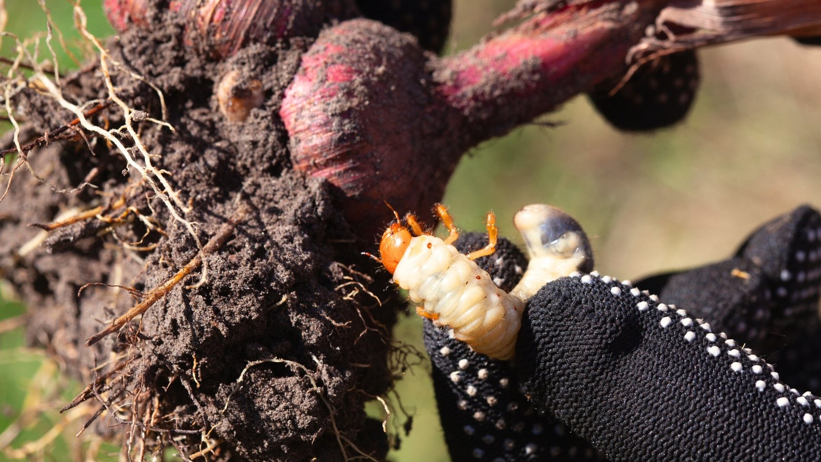 Gardener’s hands in black gloves holding a cockchafer beetle and several freshly dug flower bulbs with clinging soil.