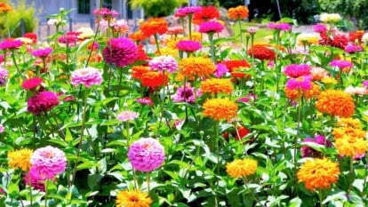 Large, vibrant blooms in red, pink, orange, and yellow sit atop leafy green stems in a towering zinnia variety.