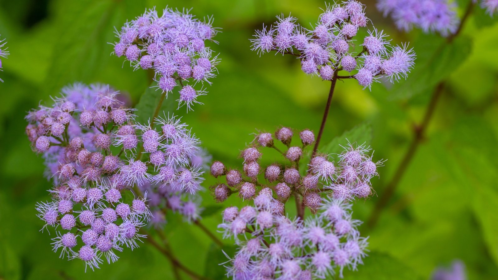 Clusters of fluffy, lavender-blue flowers bloom on upright stems with toothed green leaves.
