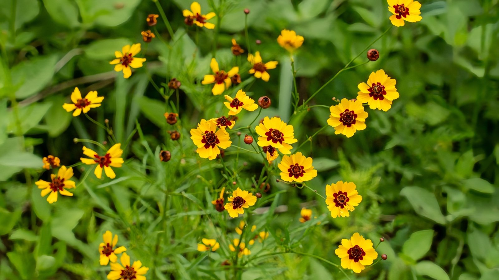 Bright yellow flowers with maroon centers bloom atop tall, slender stems with thread-like foliage.
