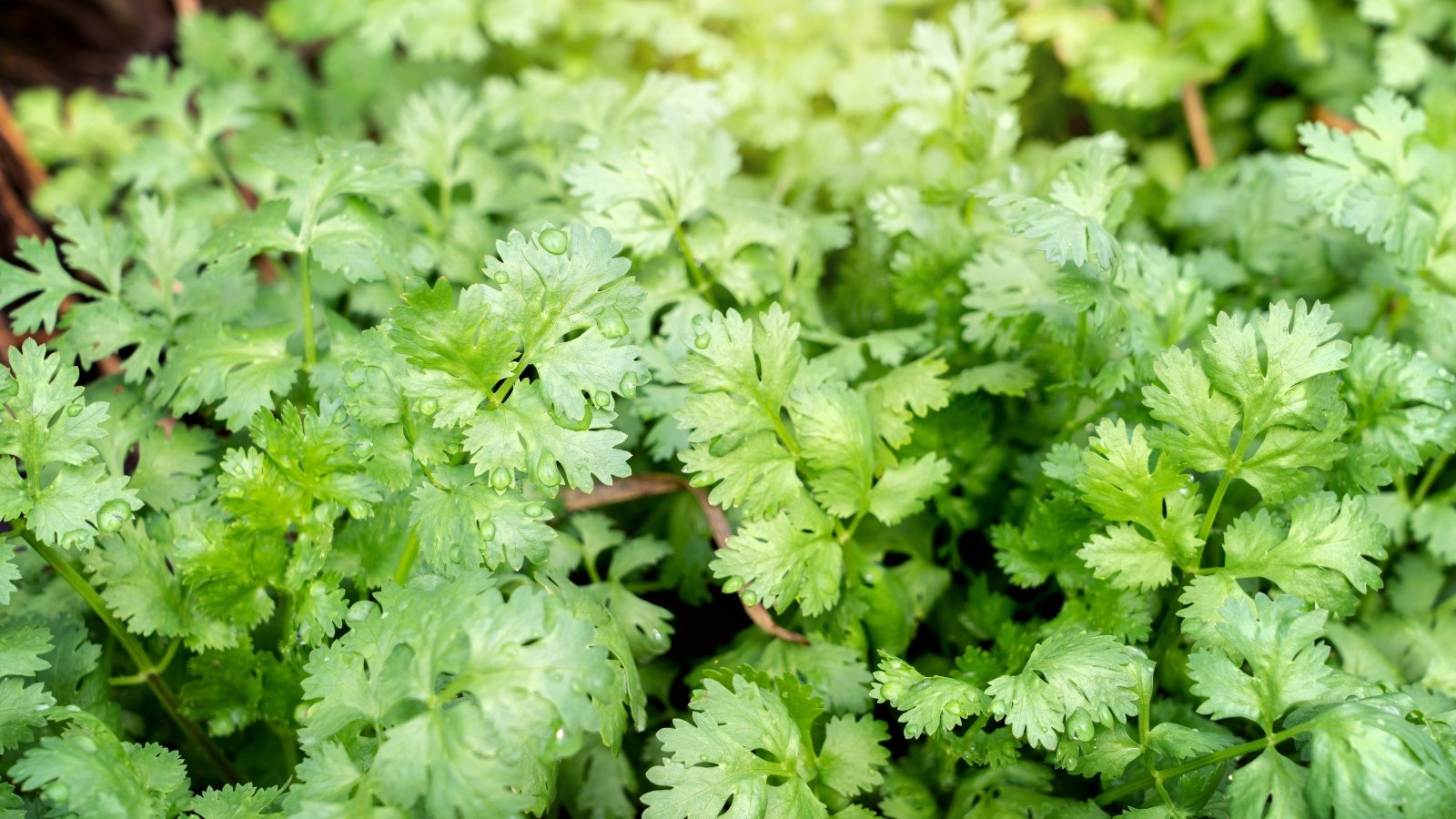 Delicate, fern-like lacy leaves with deep cuts and a vivid green color form airy clusters under sunlight.