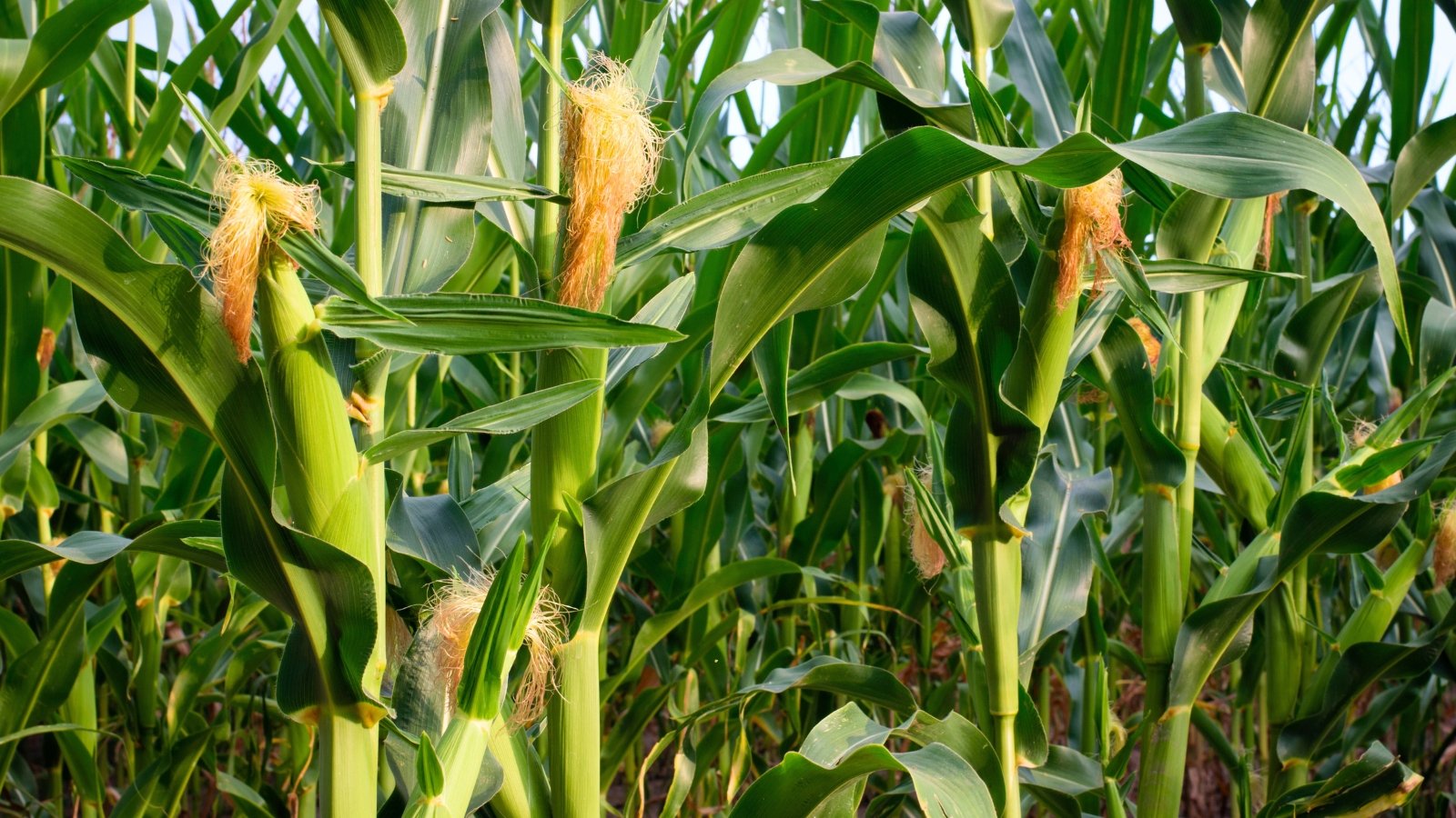 Tall, upright stalks with broad, blade-like green leaves and tassels at the top grow in rows, with ears wrapped in husks forming along the stems.