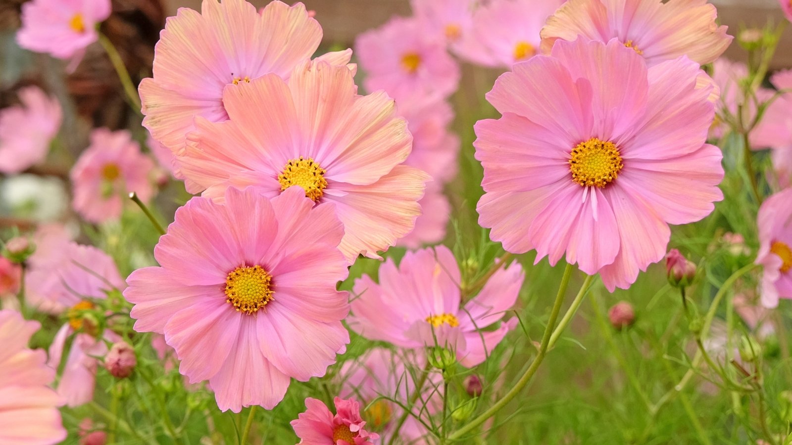 Clusters of delicate apricot-colored flowers with soft, feathery green leaves and slender stems, featuring layered petals around bright yellow centers.