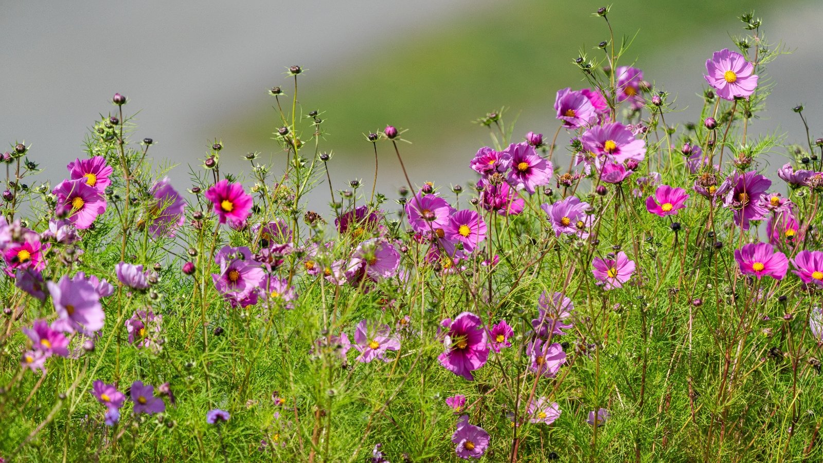 Large pink daisy-like flowers with yellow centers bloom on airy stems with ferny foliage.
