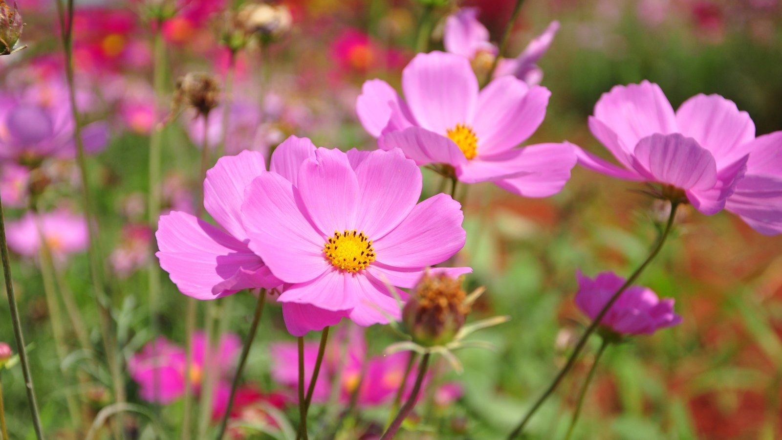 Delicate, daisy-like pink flowers with finely divided, ferny green foliage on tall, slender stems.