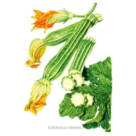 Costata Romanesco Summer Squash