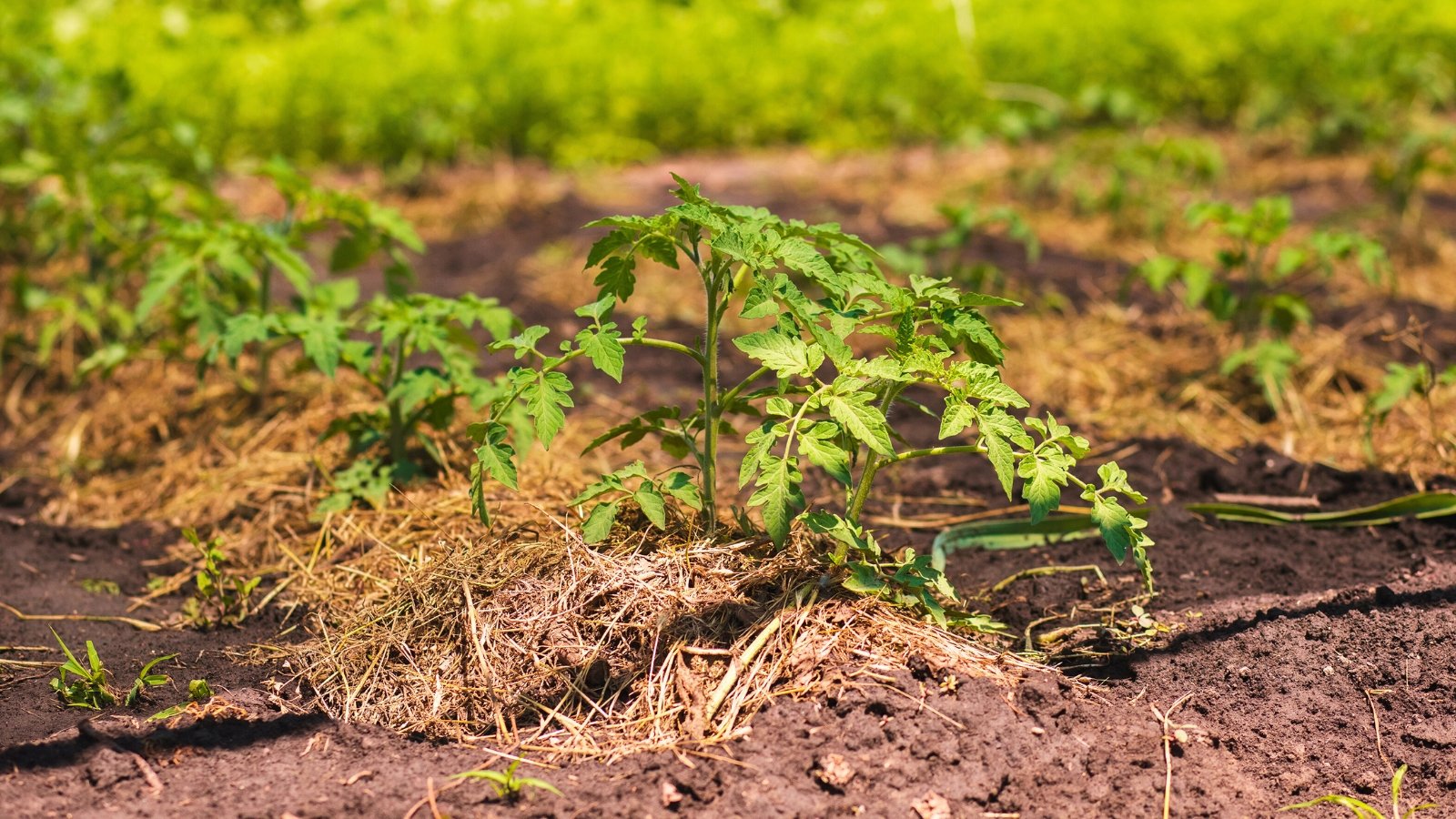 Young tomato plants with serrated green foliage grow in rows on a straw-mulched bed.
