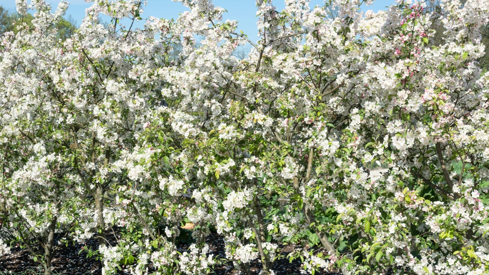 Clusters of small white flowers bloom amid dark green leaves with occasional red tinges on the hedge.