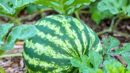 A ripe fruit, round with dark and light green stripes, nestled among sprawling vines and large green leaves.