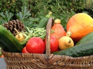 Crops grown and harvested from an emancipation garden, including different vegetables such as squash and beans