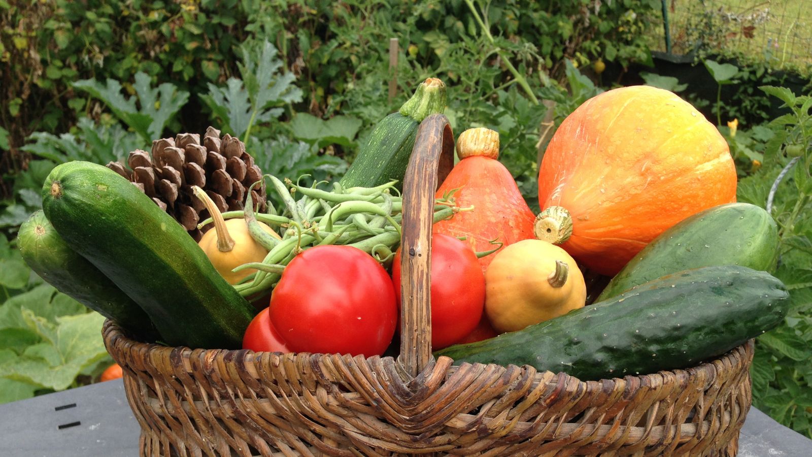 Crops grown and harvested from an emancipation garden, including different vegetables such as squash and beans