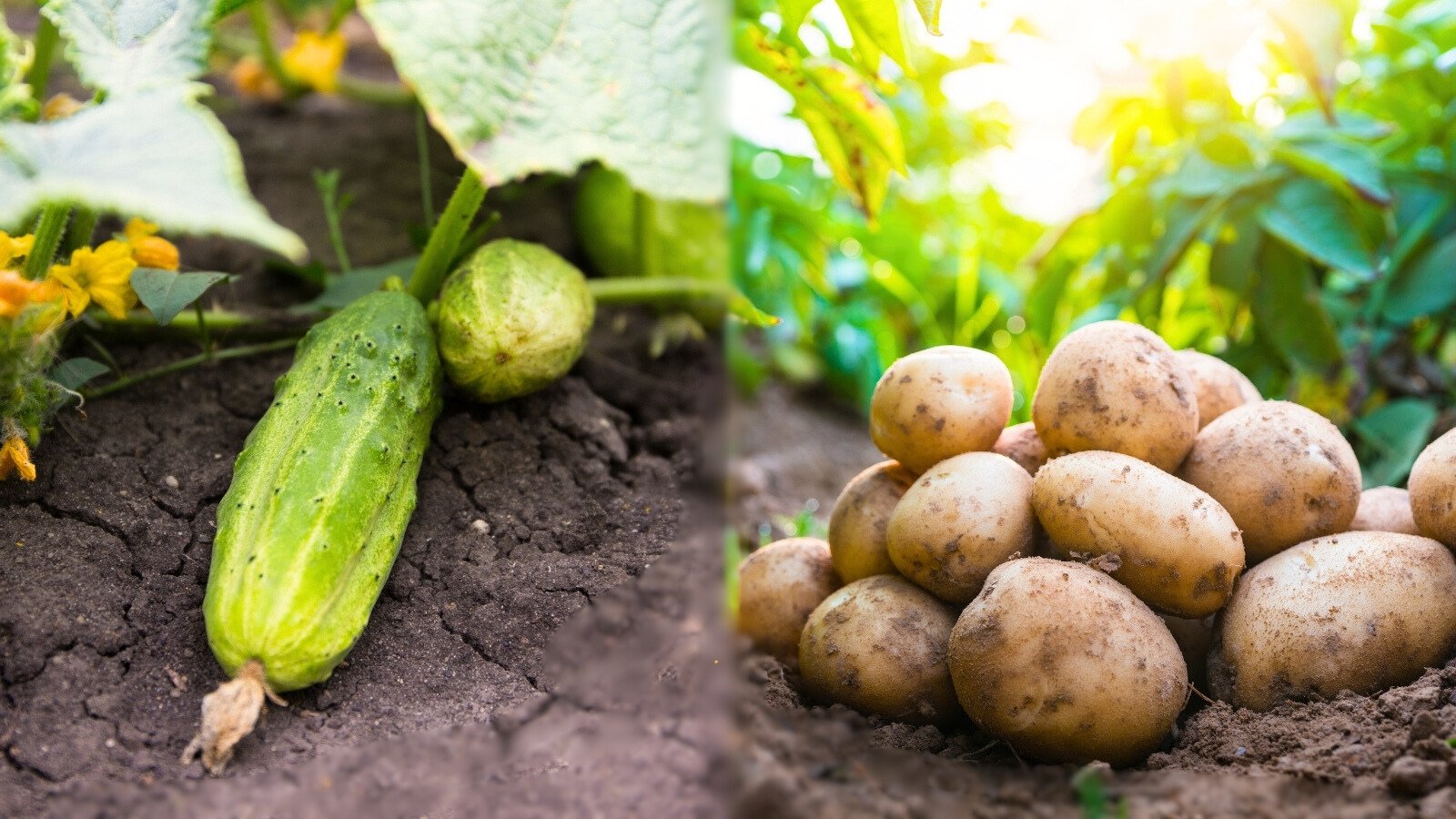 A ripe cucumber rests among broad green leaves on the soil, while freshly harvested potatoes lie in a pile with dirt clinging to their skins near dense garden bushes.