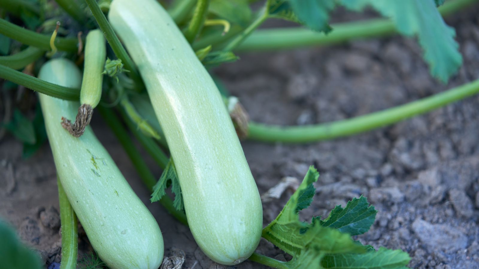 A close-up shot of several pale-green colored fruits of a summer squash variety called Cucurbia pepo ‘Genovese’