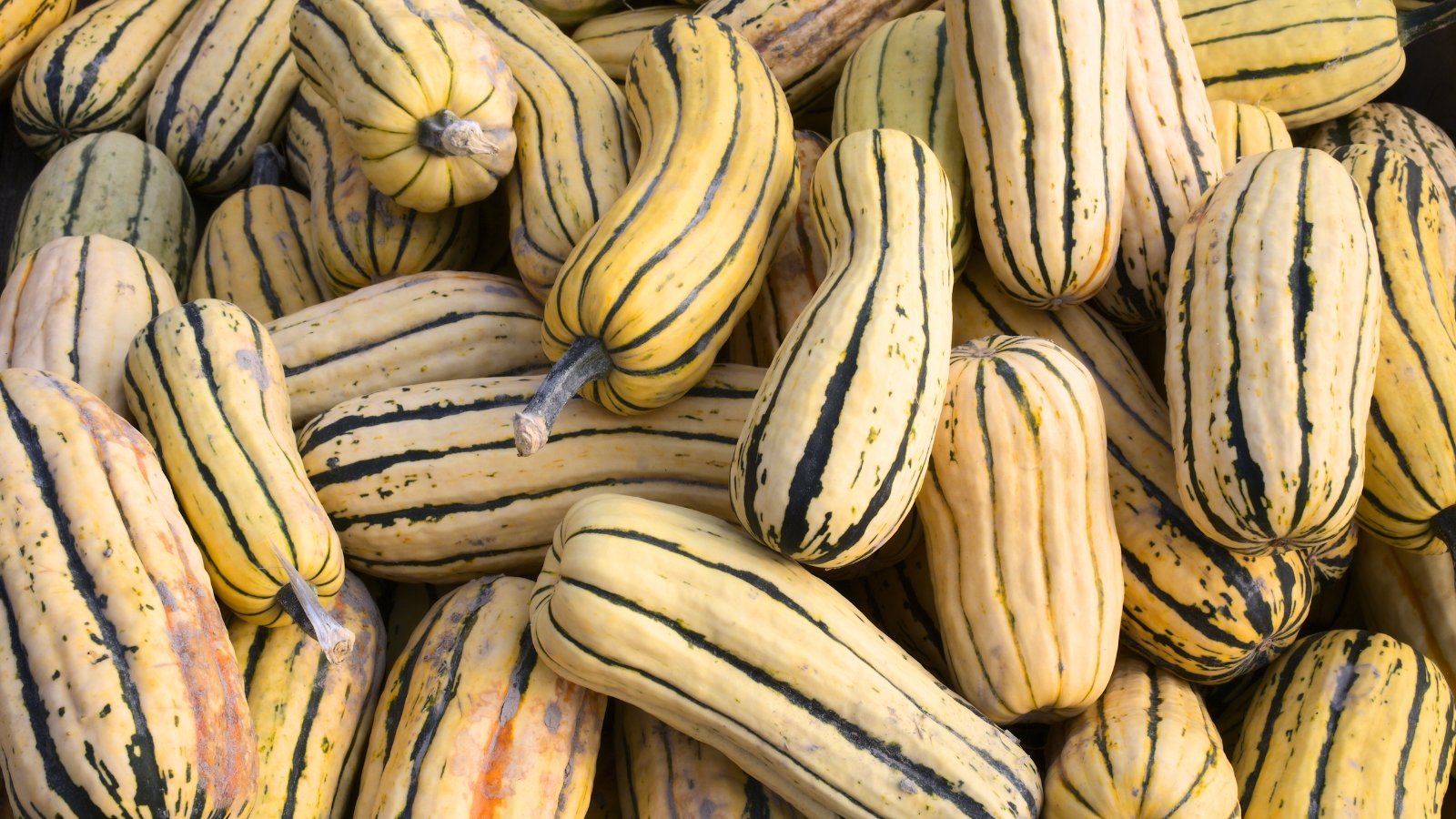 A pile of small, oblong fruits with creamy yellow skin striped with dark green and faint orange blush, each with shallow ridges and short stems.