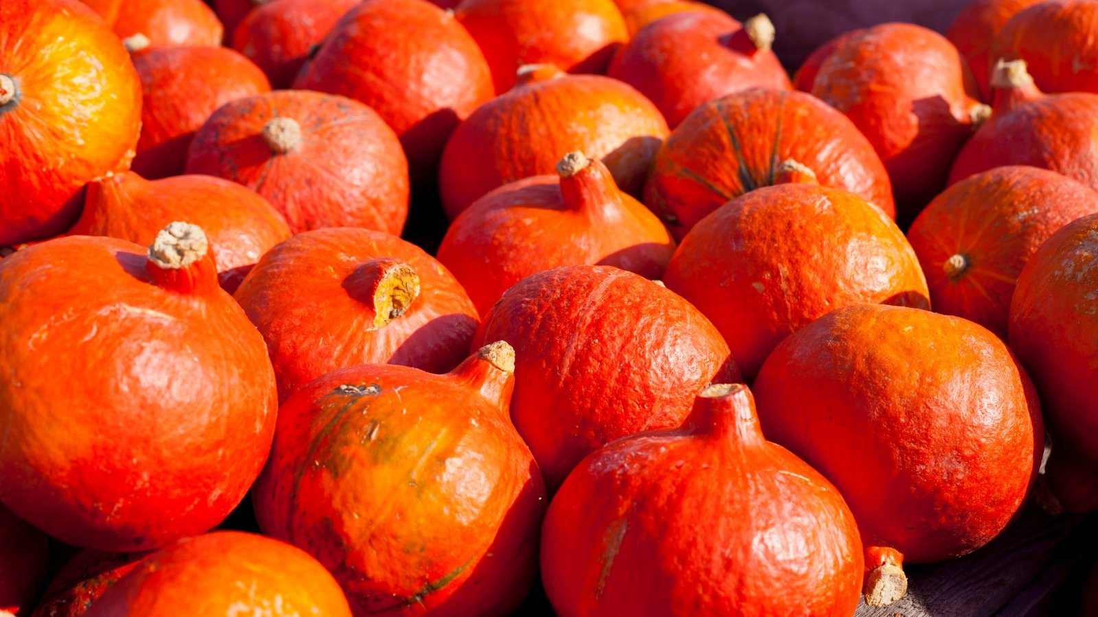 Glossy, teardrop-shaped red-orange squashes with smooth skin and stout stems are stacked in a rustic pile.