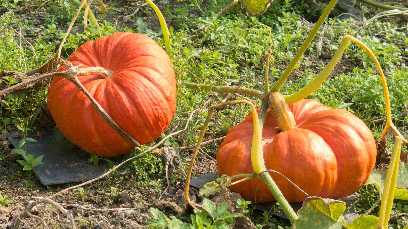 Two large, deeply ribbed, bright reddish-orange fruits nestled among broad, lobed green leaves and trailing vines in a garden bed.