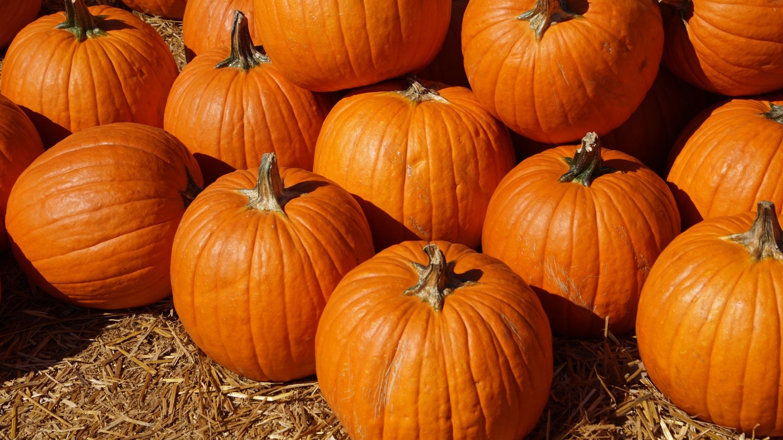 A large pile of medium-sized, rich golden-orange pumpkins with glossy skin and shallow ribbing.
