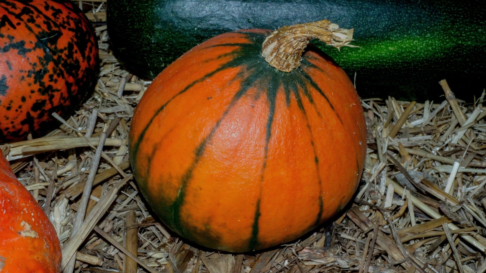 A small orange pumpkin with wide black patches and deep grooves rests on a bed of straw mulch.