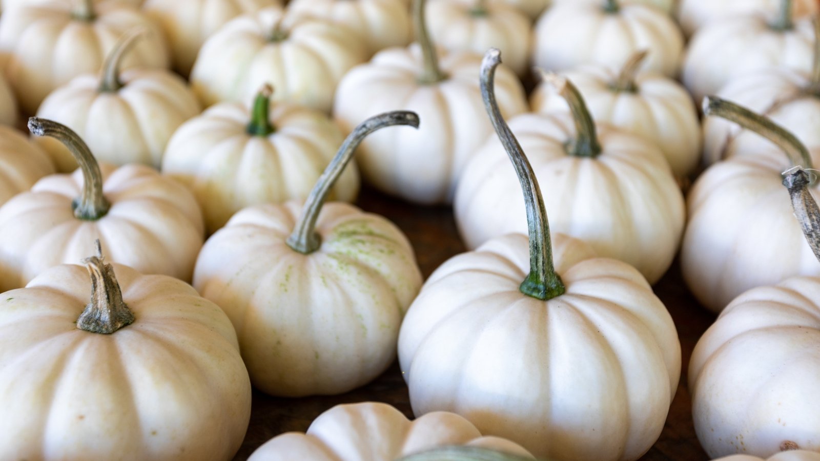 Dozens of small, round white pumpkins with smooth surfaces and shallow ridges are arranged in neat rows.