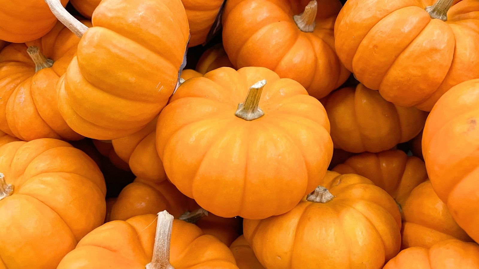 A heap of tiny, round orange pumpkins with deep vertical grooves and short sturdy stems.