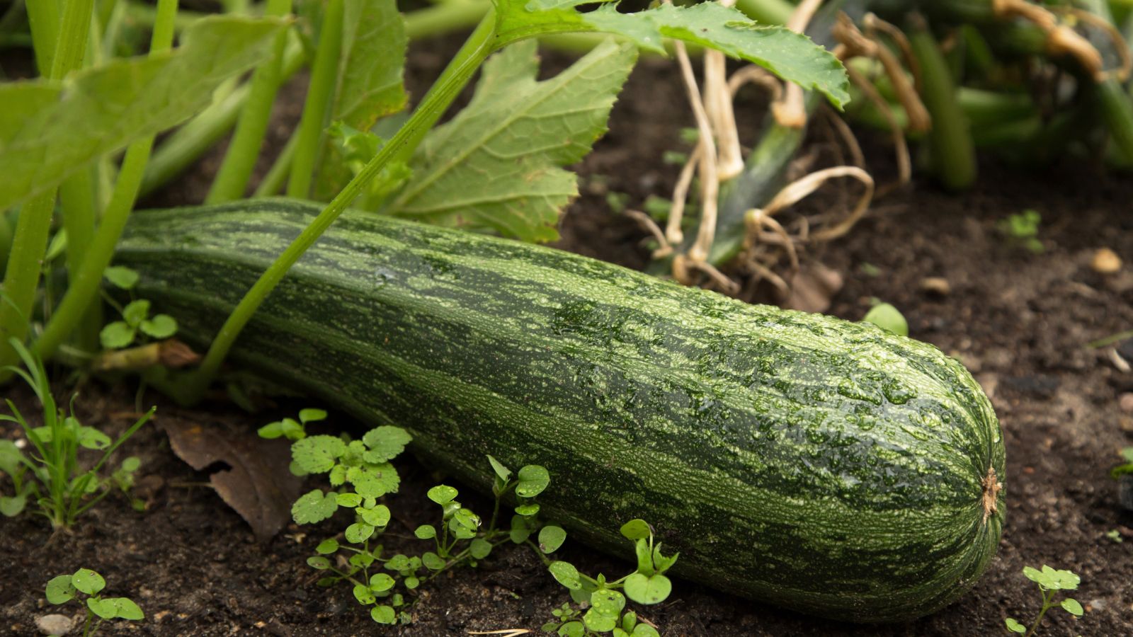 A close-up shot of a developing striped summer squash variety called Cucurbita pepo ‘Lunga Fiorentino’