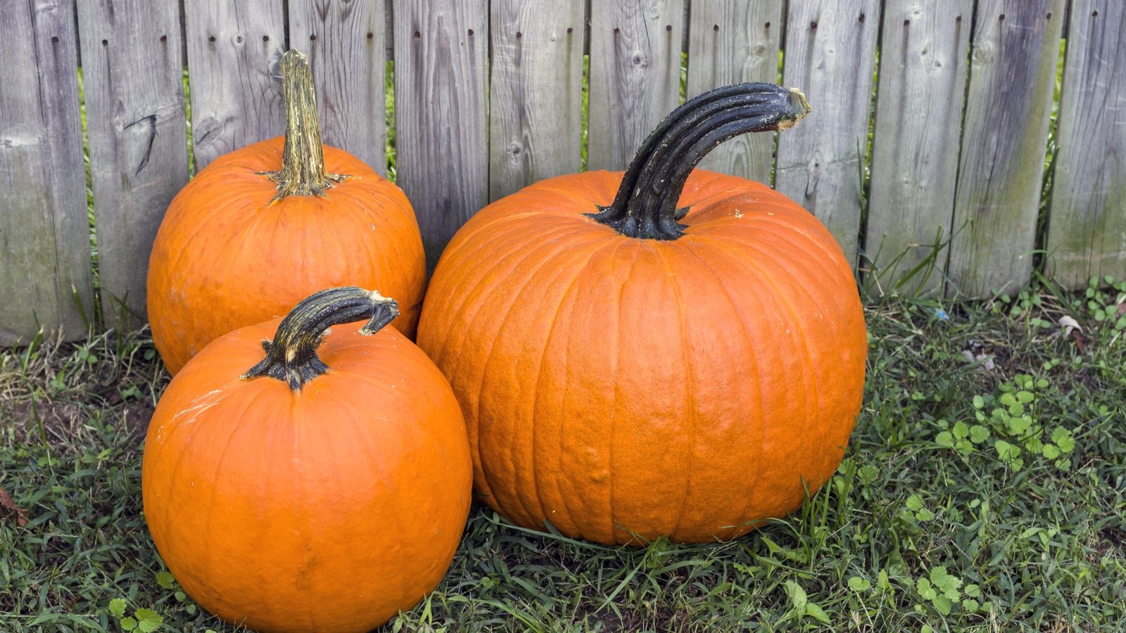 Three bright orange pumpkins with faint ribbing stand upright on green grass near a wooden fence.