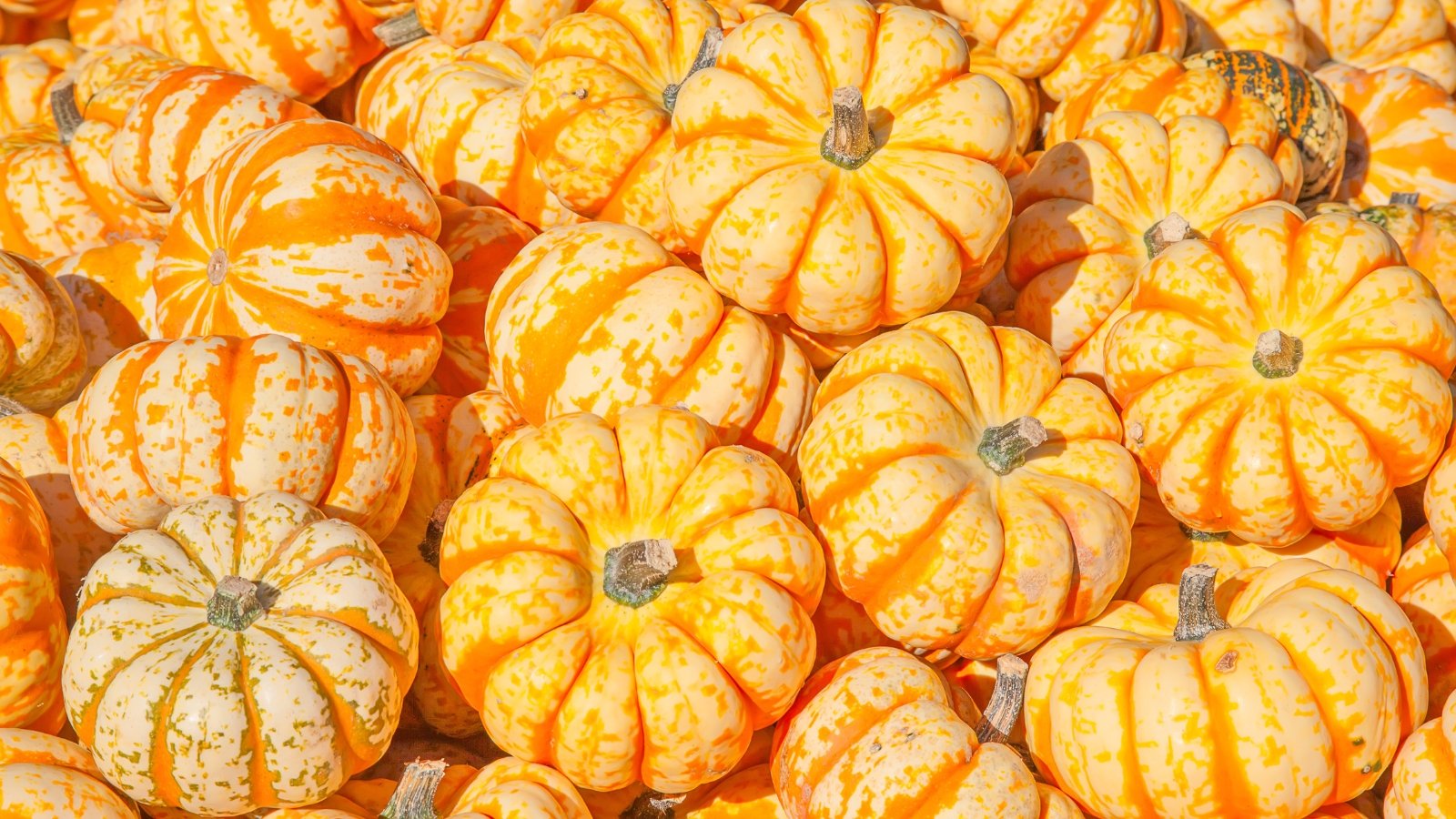 A pile of small to medium striped pumpkins in vivid orange and creamy yellow with textured ridges.