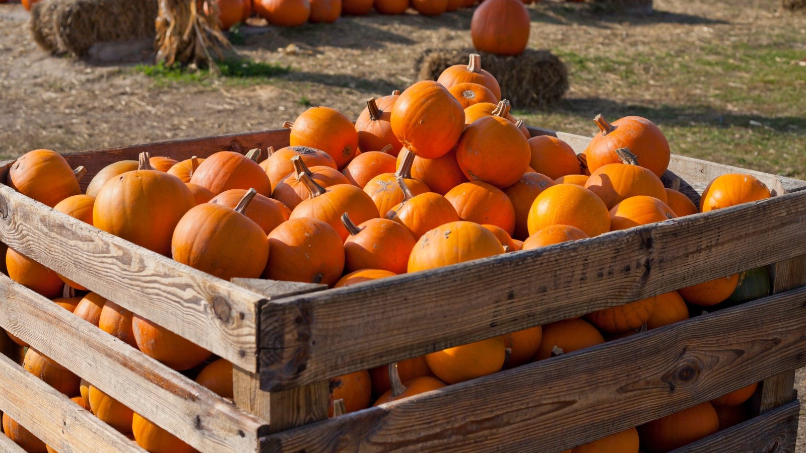 A wooden crate brims with round orange pumpkins, each with uniform size, shallow ridges, and curved stems.
